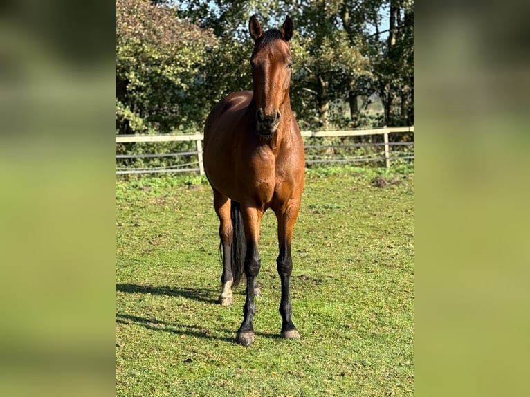 Westphalian Mare 7 years 16.3 hh Brown in Vechta