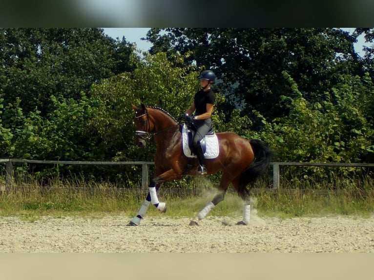 Westphalian Mare 7 years 16,3 hh Brown in Iserlohn