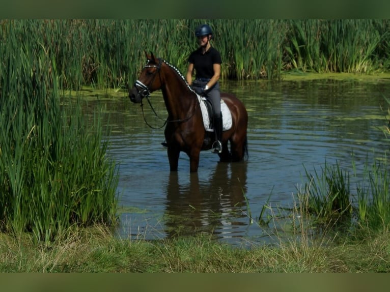 Westphalian Mare 7 years 16,3 hh Brown in Iserlohn