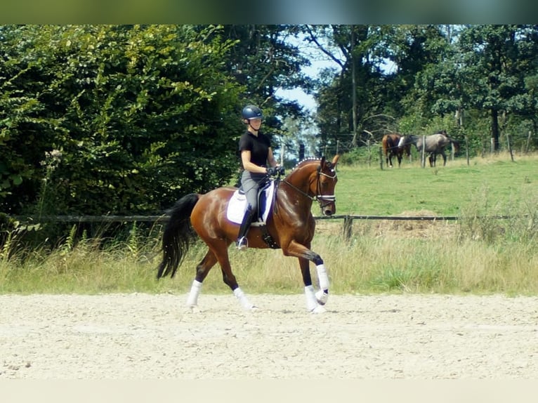 Westphalian Mare 7 years 16,3 hh Brown in Iserlohn