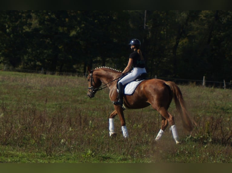 Westphalian Mare 7 years 16.3 hh Chestnut in Iserlohn