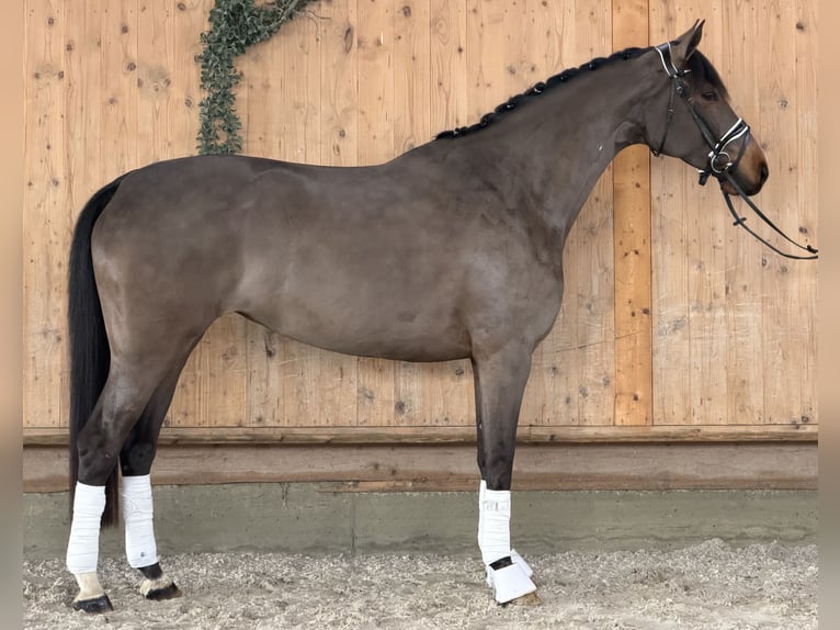 Westphalian Mare 7 years 16 hh Bay-Dark in Riedlingen