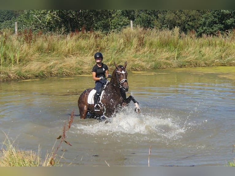 Westphalian Mare 7 years 16 hh Bay-Dark in Iserlohn