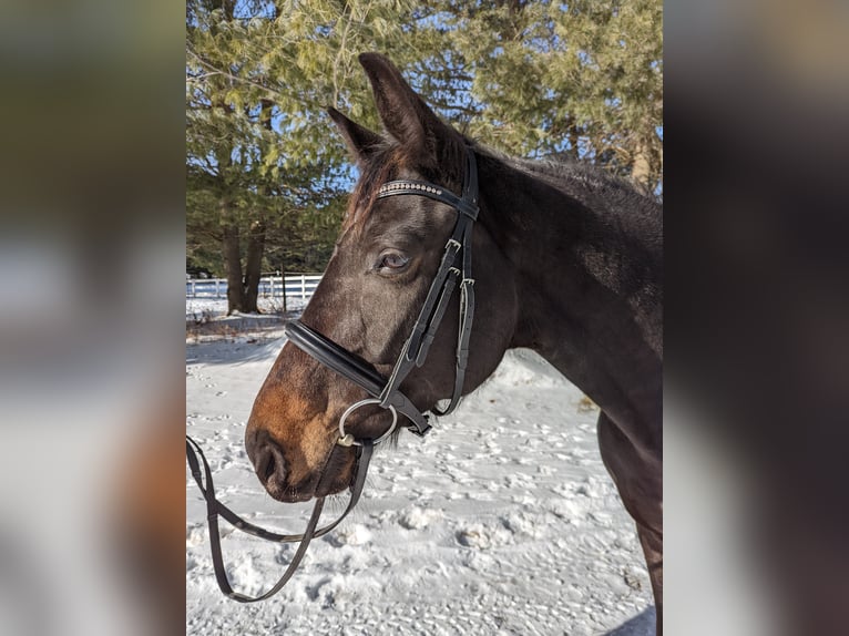 Westphalian Mare 7 years 16 hh Bay in Eagle River