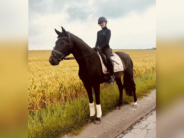 Westphalian Mare 7 years 16 hh Black in Beckum