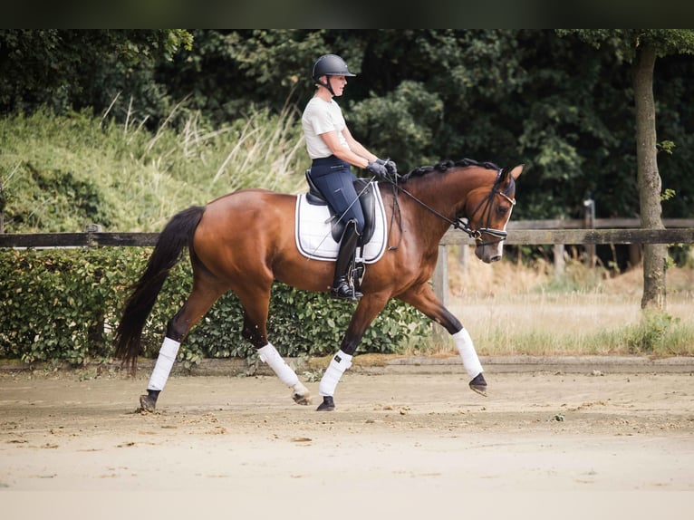 Westphalian Mare 7 years 16 hh Brown in Ahaus