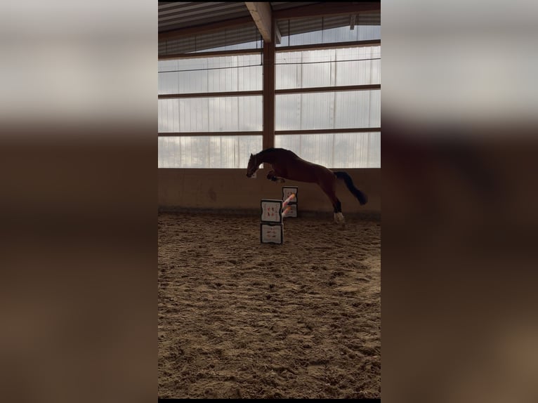 Westphalian Mare 7 years 16 hh Brown in Coesfeld