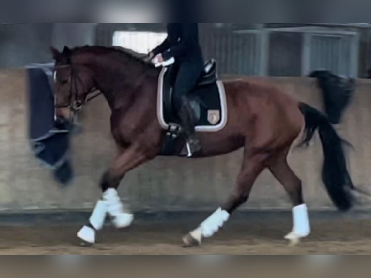 Westphalian Mare 7 years 16 hh Brown in Coesfeld