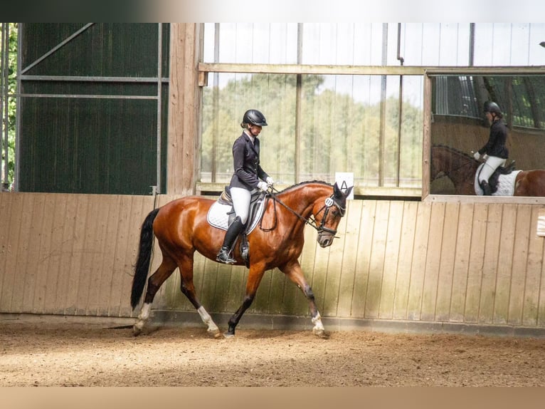 Westphalian Mare 7 years 16 hh Brown in Coesfeld