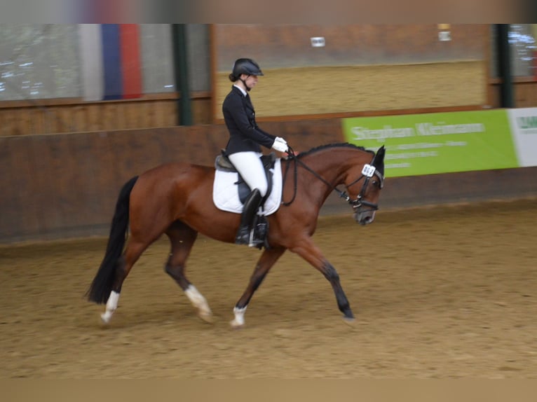 Westphalian Mare 7 years 16 hh Brown in Coesfeld