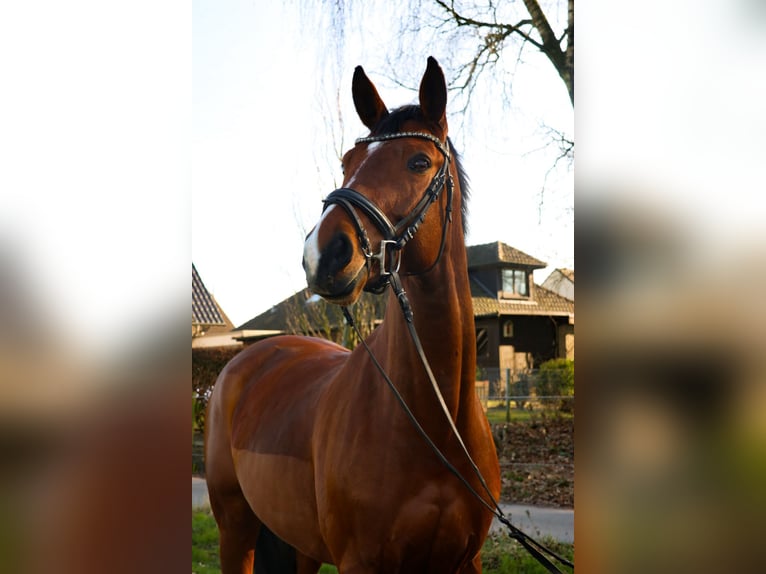 Westphalian Mare 7 years 16 hh Brown in Coesfeld