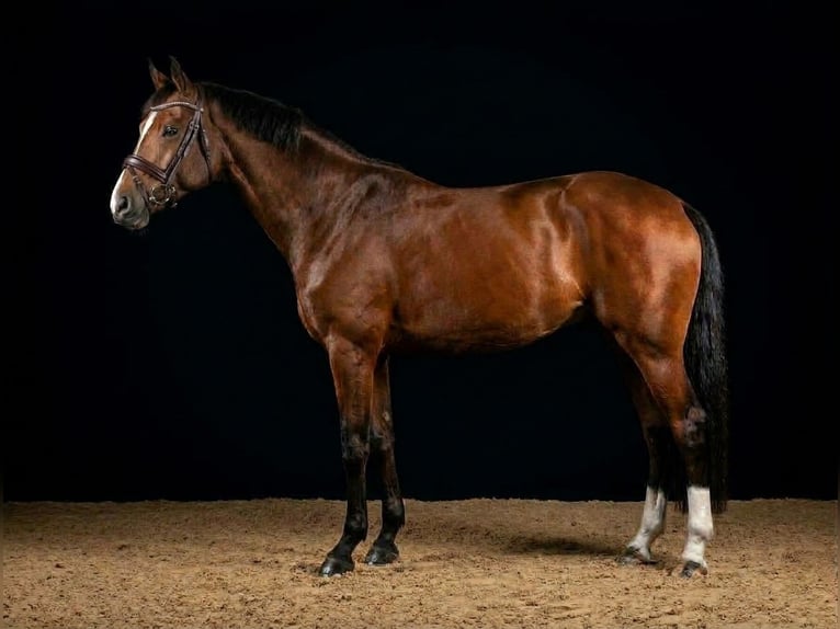 Westphalian Mare 7 years 16 hh Brown in Rommerskirchen