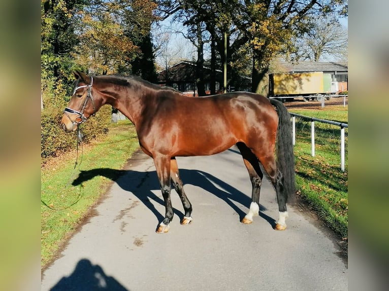 Westphalian Mare 7 years 16 hh Brown in Ennigerloh