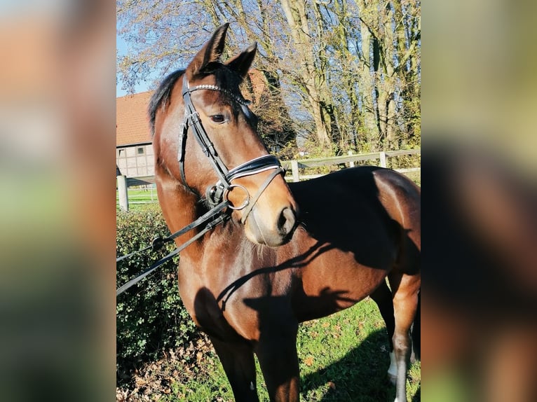 Westphalian Mare 7 years 16 hh Brown in Ennigerloh