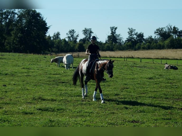 Westphalian Mare 7 years 16 hh Brown in Iserlohn