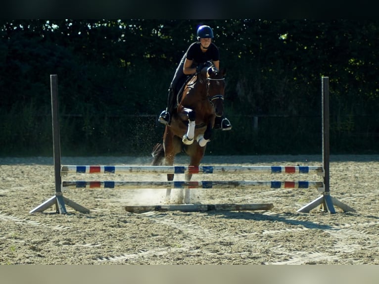 Westphalian Mare 7 years 16 hh Brown in Iserlohn