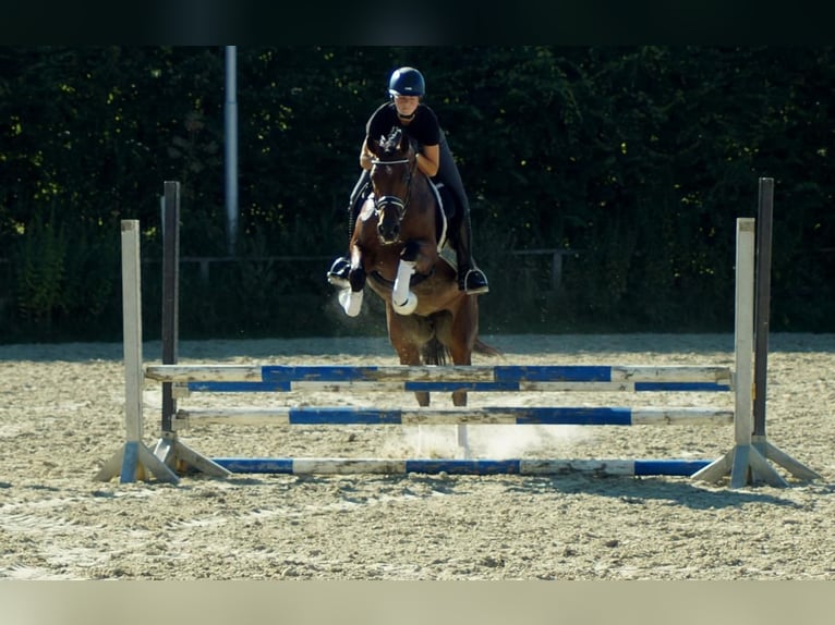 Westphalian Mare 7 years 16 hh Brown in Iserlohn