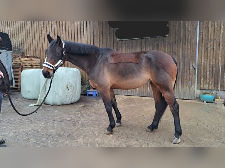 Westphalian Mare 7 years 16 hh Brown in Gummersbach