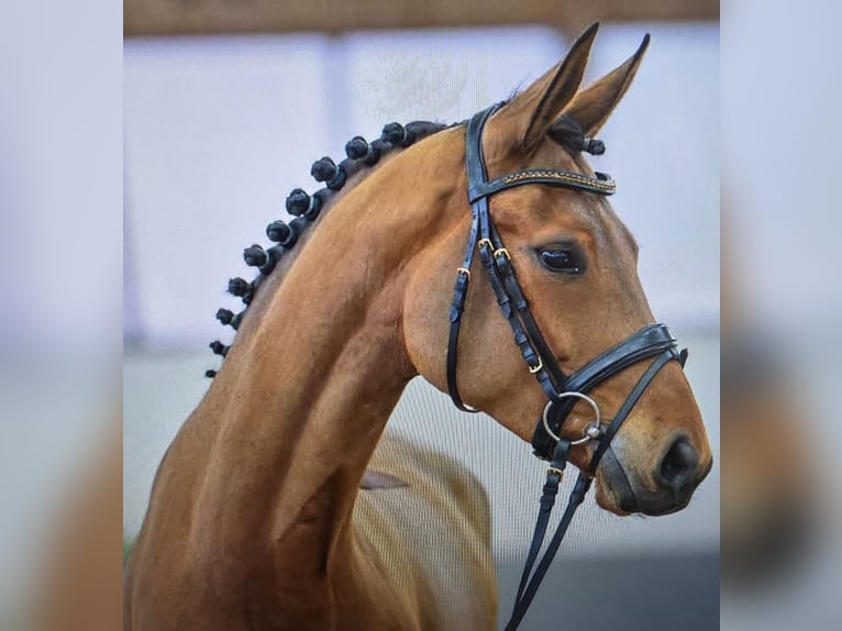 Westphalian Mare 7 years 16 hh Brown in Dornburg