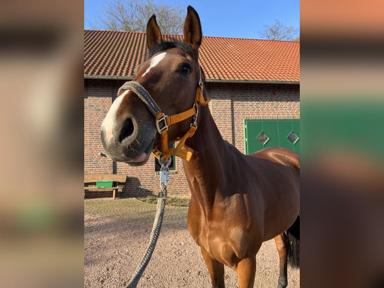 Westphalian Mare 7 years 16 hh Brown in Hamm