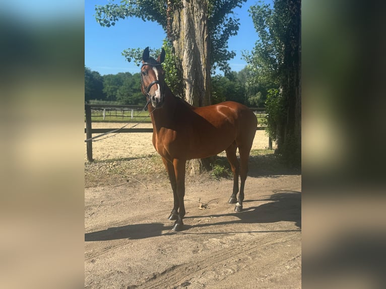 Westphalian Mare 7 years 16 hh Brown in Hamm