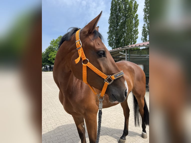 Westphalian Mare 7 years 16 hh Brown in Hamm