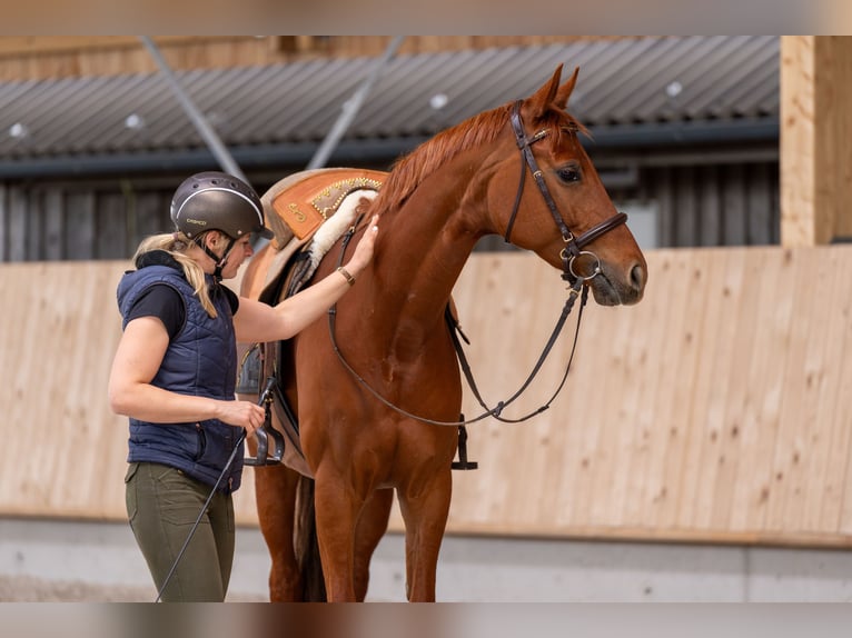 Westphalian Mare 7 years 16 hh Chestnut in Speyer