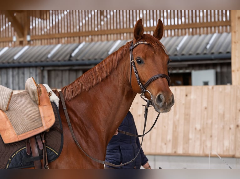Westphalian Mare 7 years 16 hh Chestnut in Speyer