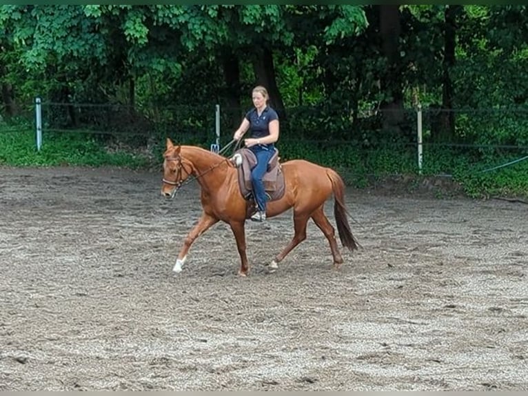 Westphalian Mare 7 years 16 hh Chestnut in Speyer