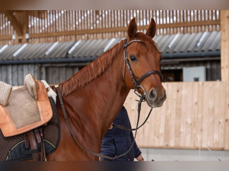 Westphalian Mare 7 years 16 hh Chestnut in Speyer