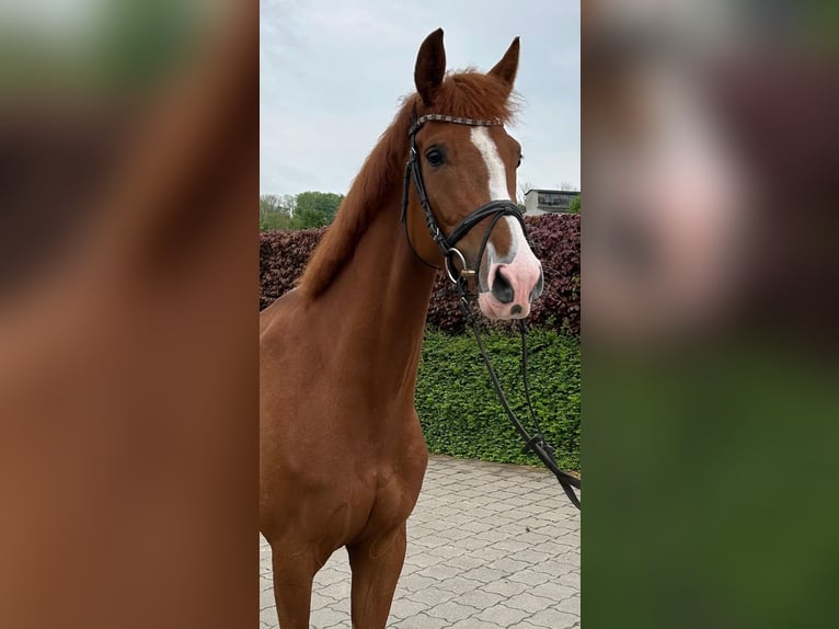 Westphalian Mare 7 years 16 hh Chestnut-Red in Büren