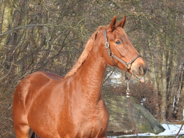 Westphalian Mare 7 years 16 hh Chestnut-Red in Verl