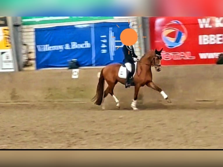 Westphalian Mare 7 years 16 hh Chestnut-Red in Tecklenburg