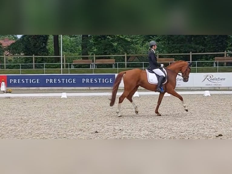 Westphalian Mare 7 years 16 hh Chestnut-Red in Tecklenburg