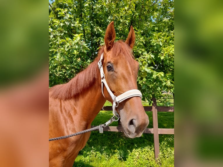 Westphalian Mare 7 years 16 hh Chestnut-Red in Übach-Palenberg