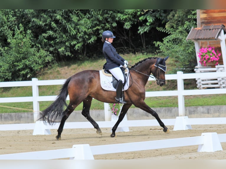 Westphalian Mare 7 years 16,1 hh Bay-Dark in Haltern am See