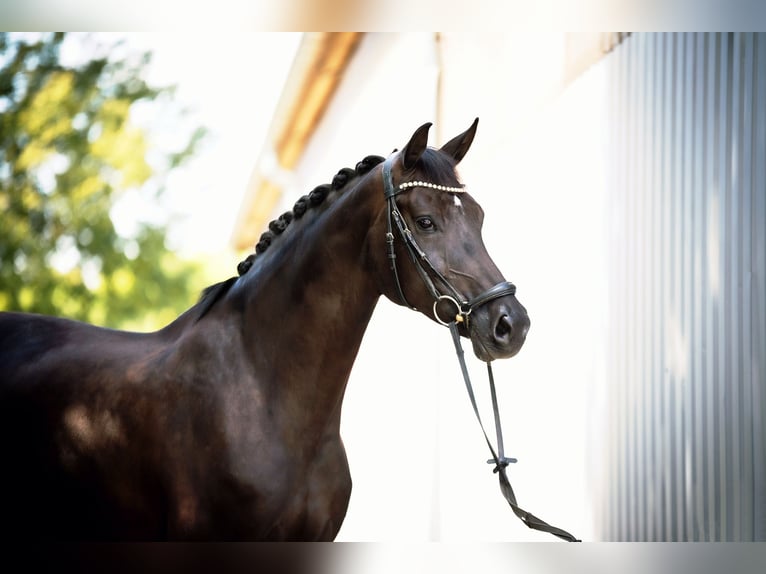 Westphalian Mare 7 years 16,1 hh Black in K&#xF6;nigswinter