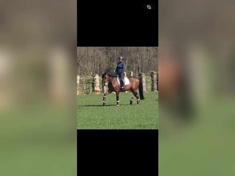 Westphalian Mare 7 years 16,1 hh Brown in Ibbenbüren