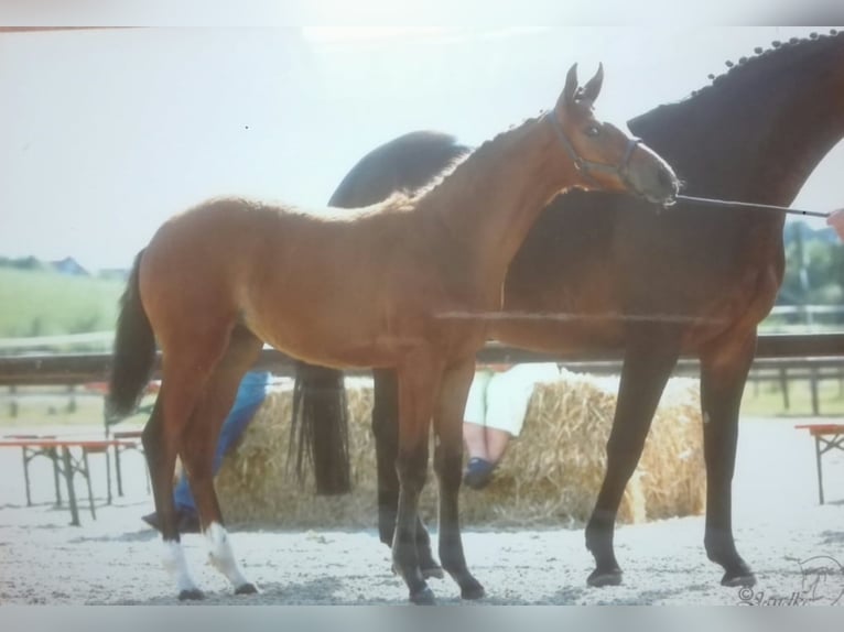 Westphalian Mare 7 years 16,1 hh Brown in Frankenberg
