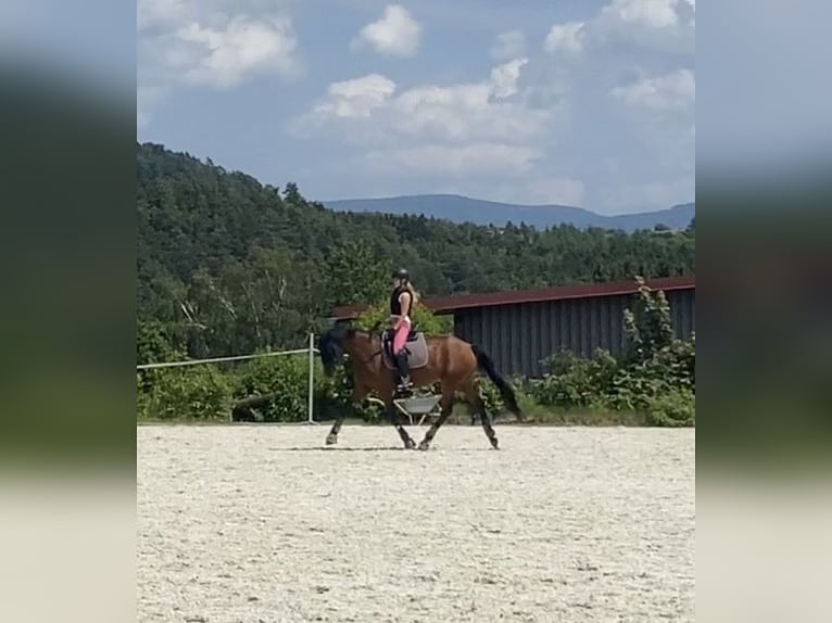 Westphalian Mare 7 years 16,1 hh Brown in Straubing