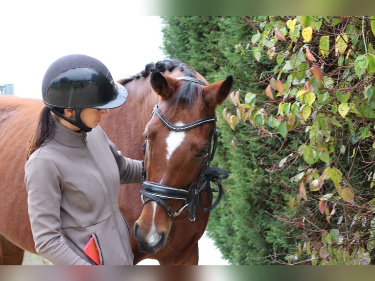 Westphalian Mare 7 years 16,1 hh Brown in Erftstadt Westphalian Mare 7 years 16,1 hh Brown in Erftstadt