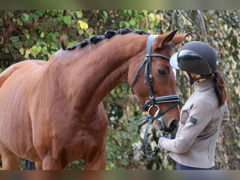 Westphalian Mare 7 years 16,1 hh Brown in Erftstadt Westphalian Mare 7 years 16,1 hh Brown in Erftstadt
