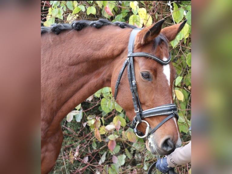 Westphalian Mare 7 years 16,1 hh Brown in Erftstadt Westphalian Mare 7 years 16,1 hh Brown in Erftstadt