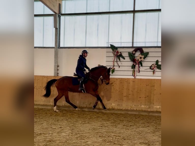 Westphalian Mare 7 years 16,1 hh Brown in Dissen am Teutoburger Wald