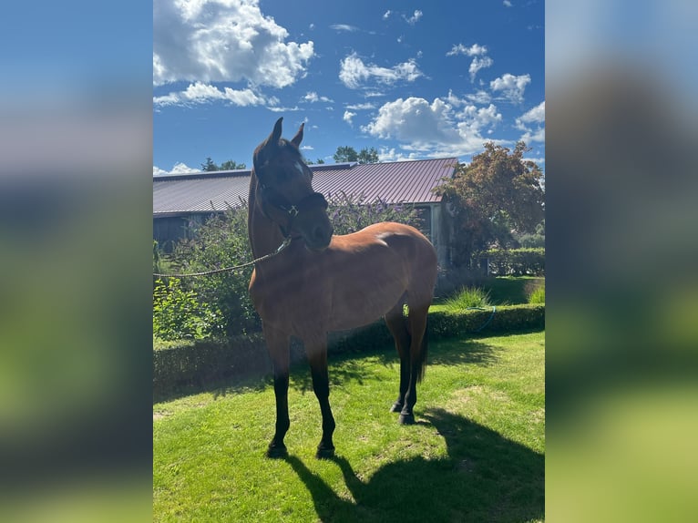 Westphalian Mare 7 years 16,1 hh Brown in Darmstadt