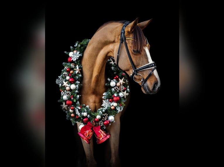 Westphalian Mare 7 years 16,1 hh Chestnut-Red in Garstedt