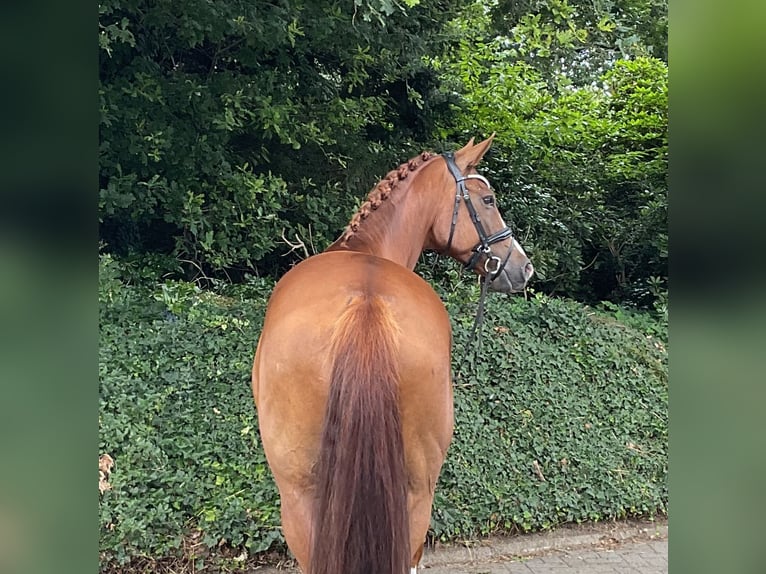 Westphalian Mare 7 years 16,1 hh Chestnut-Red in Gro&#xDF;enkneten