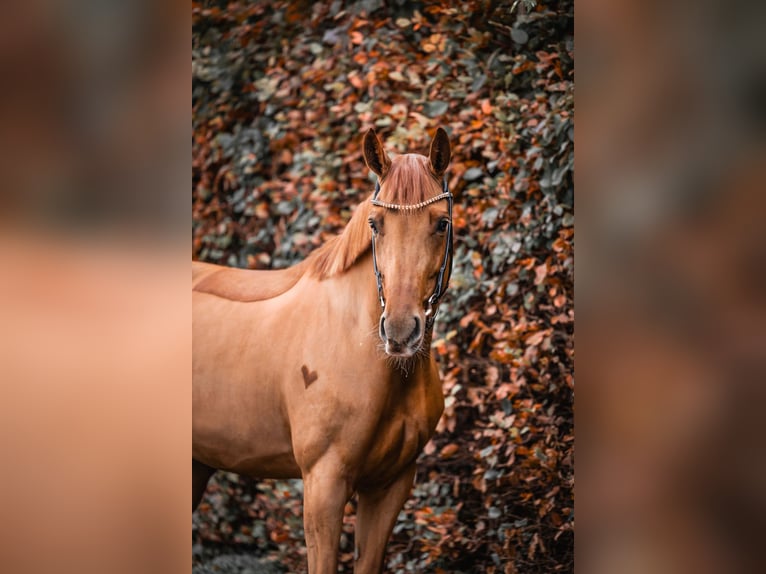 Westphalian Mare 7 years 16,1 hh Chestnut-Red in Oberderdingen