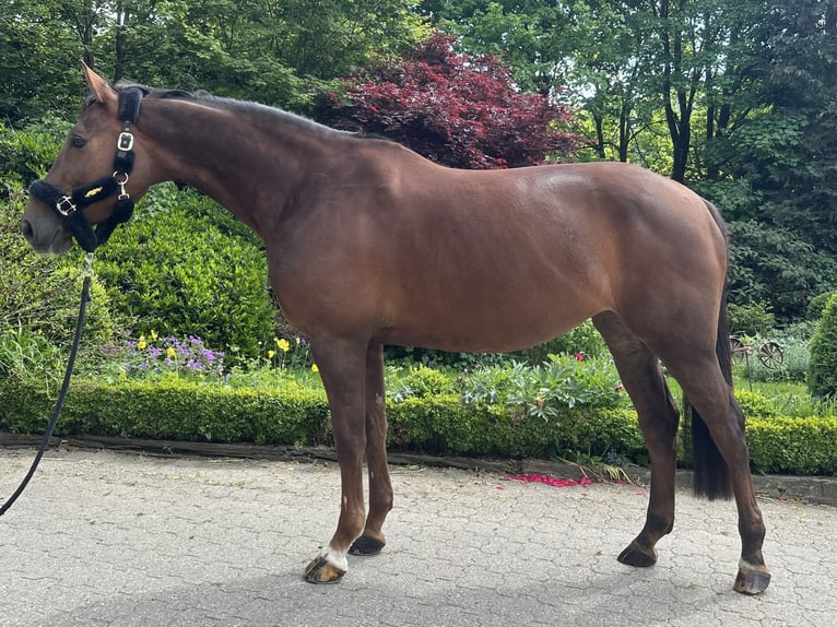 Westphalian Mare 7 years 16,1 hh Chestnut in Wipperfürth