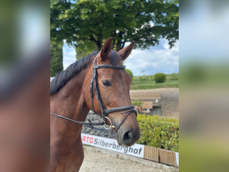 Westphalian Mare 7 years 16,1 hh Chestnut in Wipperfürth